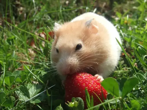 Chomik syryjski zajada się truskawką na trawie. Czy chomiki mogą jeść truskawki? Tak, ale w małych ilościach.