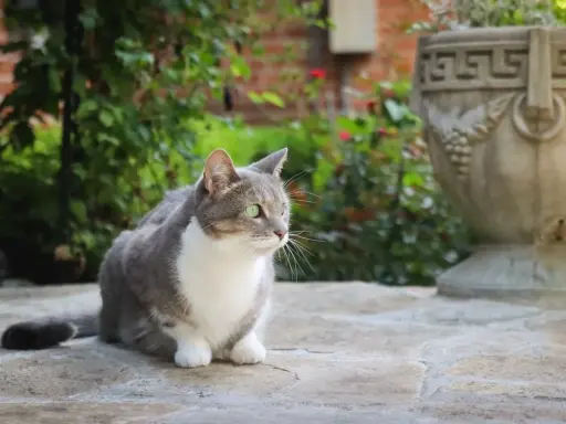 Szary kot z białym futerkiem, z zielonymi oczami, siedzi na kamiennej posadzce w ogrodzie. To fiv u kota.