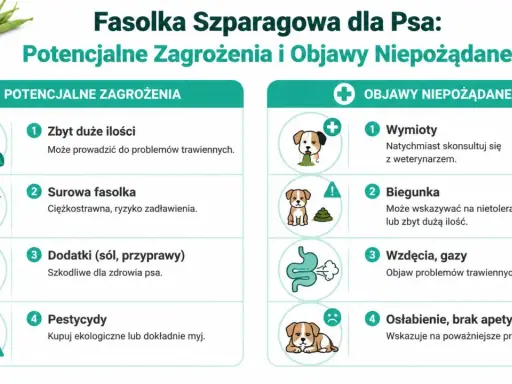 Czy pies może jeść fasolkę szparagową? Infografika ostrzega przed zagrożeniami: zbyt dużą ilością, surową fasolką, dodatkami i pestycydami. Objawy niepożądane to wymioty, biegunka, gazy i osłabienie.