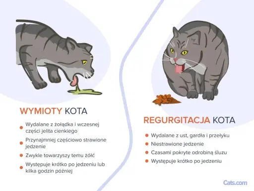 Ilustracja pokazuje dwa koty: jeden wymiotuje, drugi zwraca niestrawione jedzenie. Objawy zatrucia u kota mogą być różne.