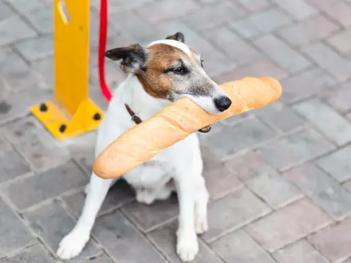 Piesek z bagietką w pysku. Czy pies może jeść chleb? Ten psiak chyba wie!