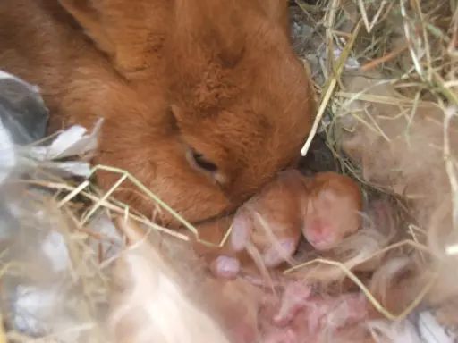 Matka królik czuwa nad swoimi noworodkami. Choć nie ma dowodów na ciążę urojoną u królika, jej instynkt macierzyński jest silny.