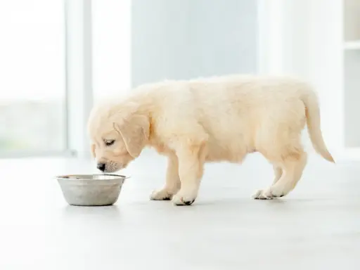 Uroczy szczeniak golden retrievera z zaciekawieniem wącha miskę, ale ewidentnie nie chce jeść.