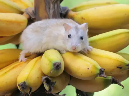 Mały chomik na kiści bananów. Czy chomiki mogą jeść banany? Ten słodziak wygląda, jakby chciał się przekonać!