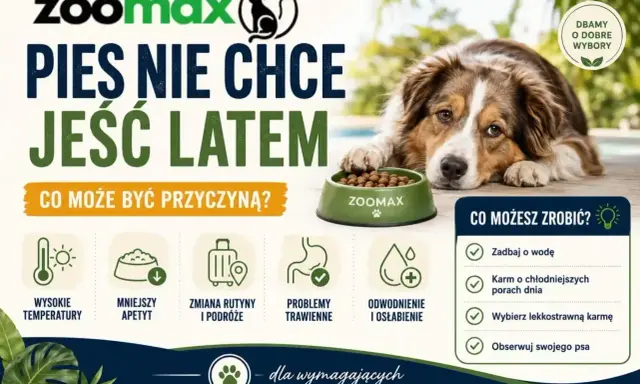 Pies nie chce jeść latem? Wysokie temperatury, zmiana rutyny, problemy trawienne lub odwodnienie mogą być przyczyną. Zadbaj o wodę i lekkostrawną karmę.