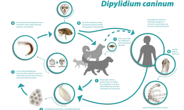 Cykl rozwojowy tasiemca psiego (Dipylidium caninum) u kota i psa. Pchły przenoszą cysticerkoidy, które zarażają żywiciela.