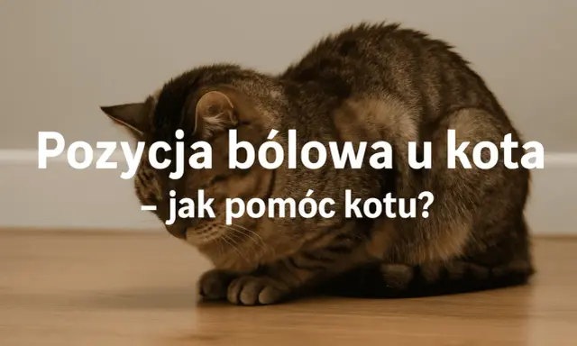 Kot w pozycji bólowej, skulony, z opuszczoną głową. Tekst: "Pozycja bólowa u kota - jak pomóc kotu?".