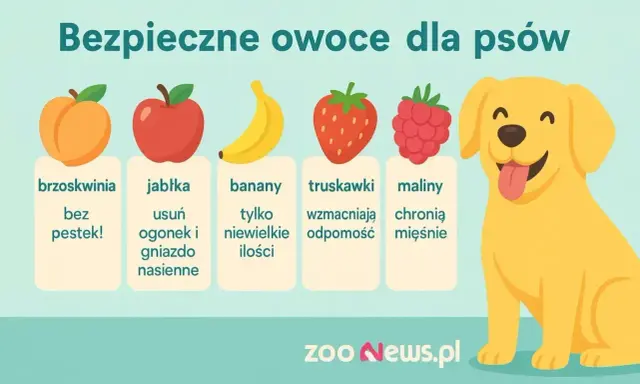 Czy pies może jeść brzoskwinie bez pestek? Tak, jak i jabłka, banany, truskawki i maliny. Wesoły piesek cieszy się bezpiecznymi owocami.