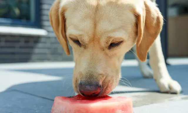 Złoty labrador z zaciekawieniem wącha kawałek arbuza. Czy pies może jeść arbuza? Ten słodki przysmak jest bezpieczny dla psów w umiarkowanych ilościach.