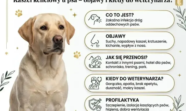Labrador z objawami kaszlu kenelowego u psa: suchy kaszel, kichanie, gorączka. Informacje o chorobie i profilaktyce.
