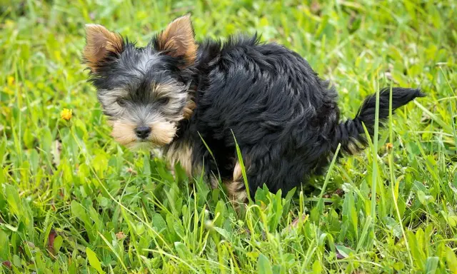 Mały, czarny piesek Yorkshire Terrier w trawie robi czarną kupę.