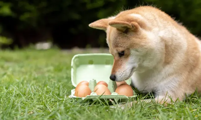 Shiba Inu z zaciekawieniem wpatruje się w wytłaczankę z jajkami na trawie. Czy pies może jeść jajko? To pytanie nurtuje wielu właścicieli czworonogów.