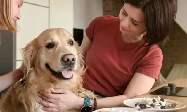 Zastanawiasz się, czy pies może jeść twaróg? Ten złoty retriever wygląda na zadowolonego, gdy dwie kobiety go głaszczą.