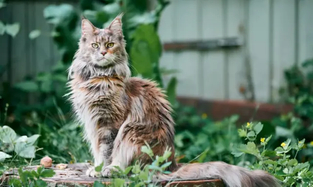 Majestatyczny kot rasy Maine Coon, który żyje długo, siedzi na pniu wśród zieleni.