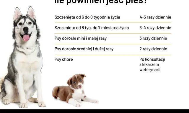 Tabela: ile powinien jeść szczeniak i dorosły pies. Podział na wiek i rasę, a także zalecenia dla psów chorych.