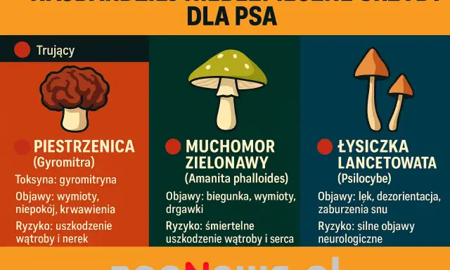 Czy pies może jeść grzyby? Grafika pokazuje trujące grzyby: piestrzenicę, muchomora zielonawego i łysiczkę lancetowatą, które są śmiertelnie niebezpieczne dla psów.