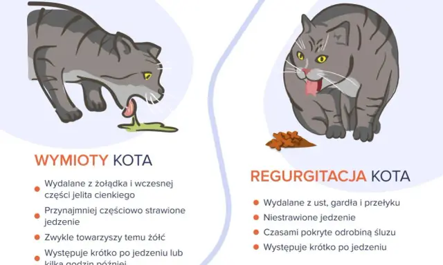 Ilustracja pokazuje dwa koty. Po lewej kot wymiotuje, wydalając niestrawione jedzenie z żołądka. Po prawej kot ma regurgitację, wydalając jedzenie z gardła.