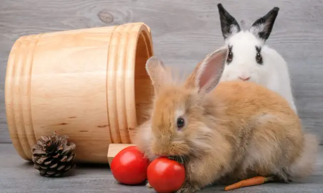 Brązowy króliczek zajada pomidorki, a biały z czarnymi uszami zerka zza niego. Widać też marchewkę, która pokazuje, co jedzą króliki.