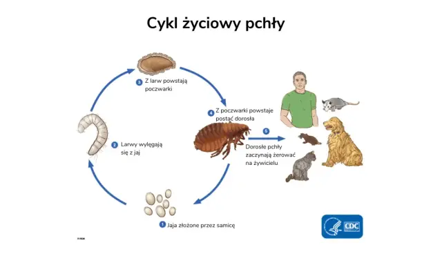 Cykl życiowy pchły: jaja, larwy, poczwarki, dorosłe pchły żerujące na ludziach i zwierzętach. Tak skąd się biorą pchły.