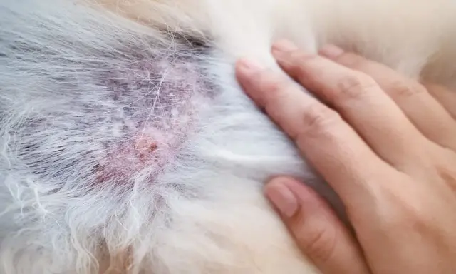 Skóra psa z zaczerwienieniem i strupkami, widoczne objawy alergii u psa na skórze. Dłoń delikatnie dotyka sierści.