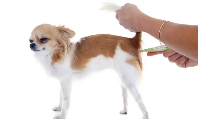 Chihuahua z podniesionym ogonem, któremu mierzy się temperaturę. Objawy gorączki u psa mogą być różne, dlatego warto regularnie sprawdzać jego samopoczucie.