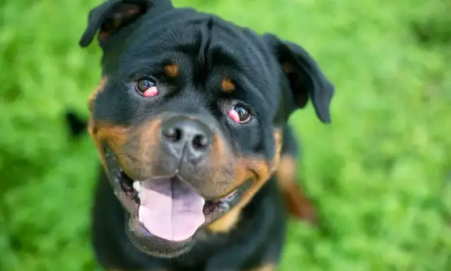 Uśmiechnięty rottweiler z widoczną trzecią powieką u psa, siedzący na zielonej trawie.