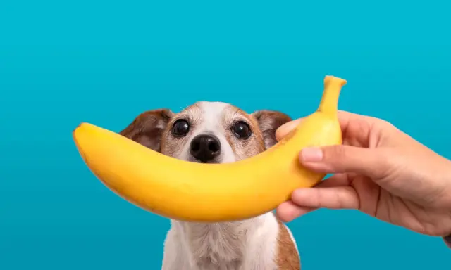 Czy pies może jeść banana? Uroczy piesek z zaciekawieniem patrzy na banana trzymanego przez rękę.