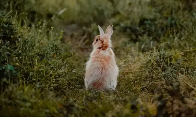 Puszysty królik siedzi na trawie, zastanawiając się, czy królik może jeść banana.