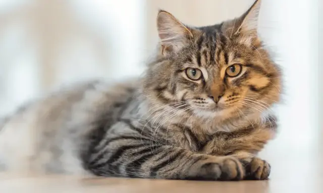 Puszysty kot o pręgowanym futrze leży spokojnie. Zastanawiasz się, czy kot może jeść czekoladę? Absolutnie nie!