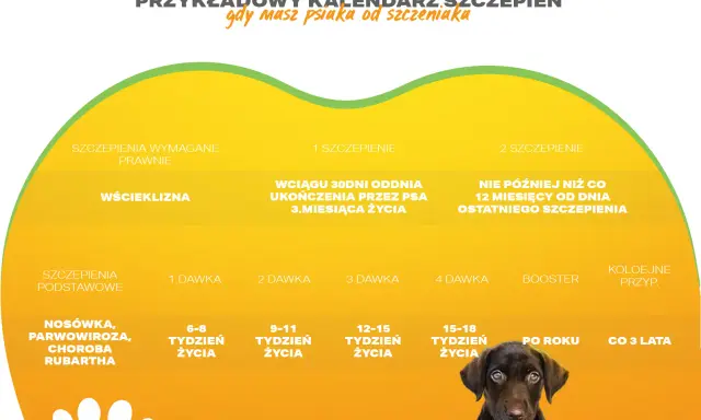 Kalendarz szczepień psa: pierwsze szczepienie szczeniaka, dawki, wścieklizna, choroby.
