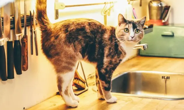 Kot na blacie kuchennym, ciekawy, czy dostanie domowe jedzenie dla kota.