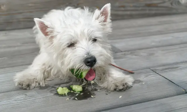 Biały piesek west highland white terrier gryzie ogórka, sprawdzając, czy pies może jeść ogórki. Wokół leżą kawałki warzywa.