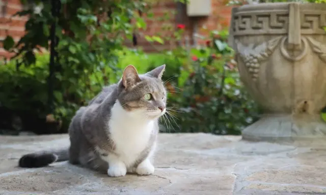 Szary kot z białym futerkiem, z zielonymi oczami, siedzi na kamiennej posadzce w ogrodzie. To fiv u kota.