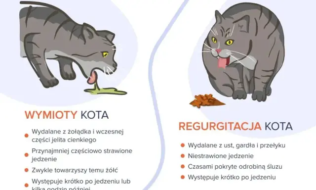 Ilustracja pokazuje dwa koty: jeden wymiotuje, drugi zwraca niestrawione jedzenie. Objawy zatrucia u kota mogą być różne.