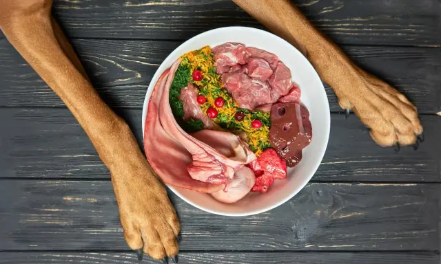 Przepis na wątróbkę dla psa: miska pełna świeżego mięsa, podrobów, warzyw i owoców.