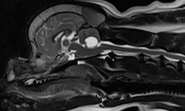 Przekrój MRI głowy i kręgosłupa psa, uwidaczniający jamistość rdzenia kręgowego.