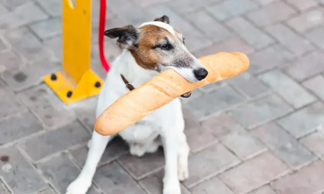 Piesek z bagietką w pysku. Czy pies może jeść chleb? Ten psiak chyba wie!