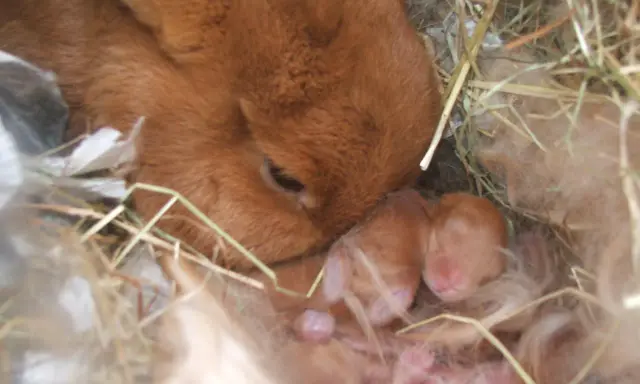 Matka królik czuwa nad swoimi noworodkami. Choć nie ma dowodów na ciążę urojoną u królika, jej instynkt macierzyński jest silny.
