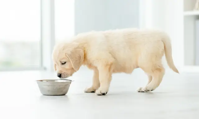 Uroczy szczeniak golden retrievera z zaciekawieniem wącha miskę, ale ewidentnie nie chce jeść.