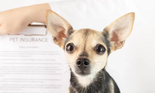 Mały piesek patrzy w obiektyw. Obok dokument "PET INSURANCE". Czy to przyszły pacjent behawiorysty?