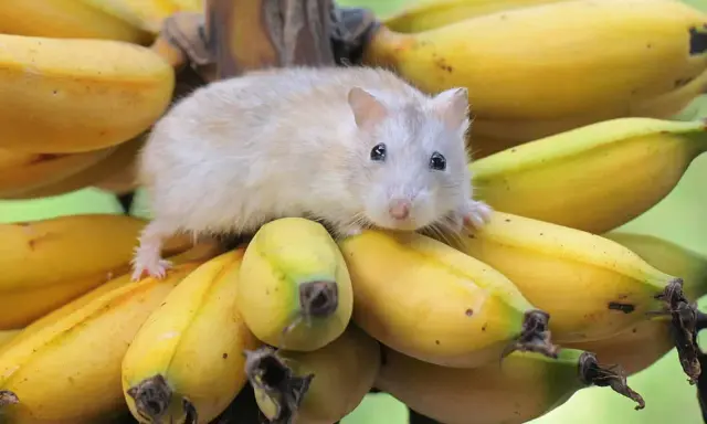 Mały chomik na kiści bananów. Czy chomiki mogą jeść banany? Ten słodziak wygląda, jakby chciał się przekonać!