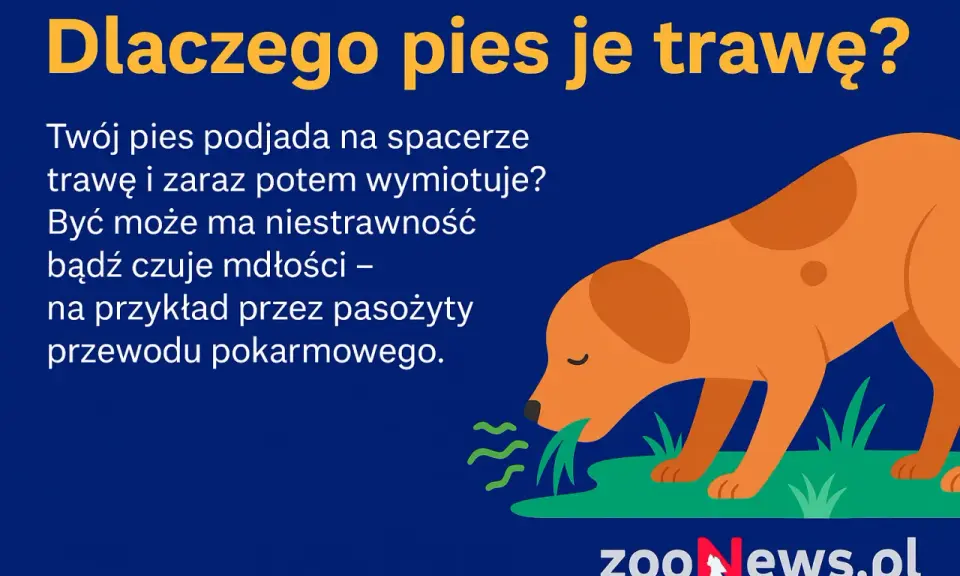 Pies je trawę, bo może mieć niestrawność lub mdłości, np. przez pasożyty. Dowiedz się, dlaczego pies je trawę.