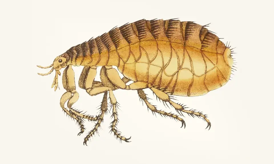 Ilustracja pchły. Czy pchły z psa mogą przejść na człowieka? Tak, pchły psie mogą przenosić się na ludzi, szukając pożywienia.