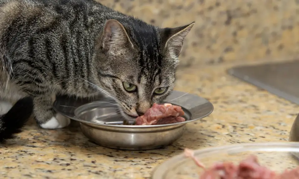 Kot zjada surowe mięso z miseczki. Czy kot może jeść surowe mięso? Tak, koty są mięsożercami i ich dieta powinna opierać się na mięsie.