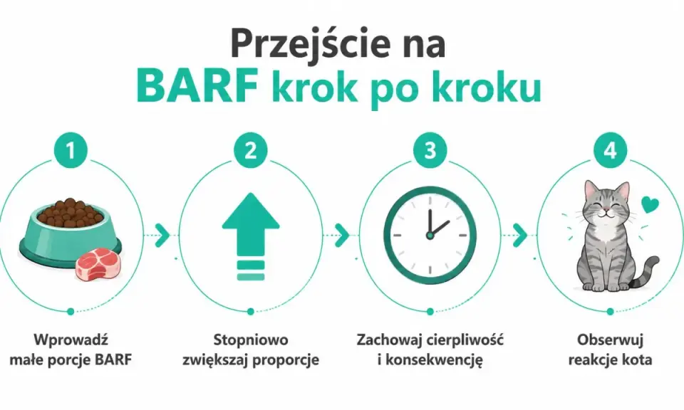 Przejście na BARF krok po kroku: małe porcje, stopniowe zwiększanie, cierpliwość i obserwacja reakcji kota. Jak karmić kota zdrowo!