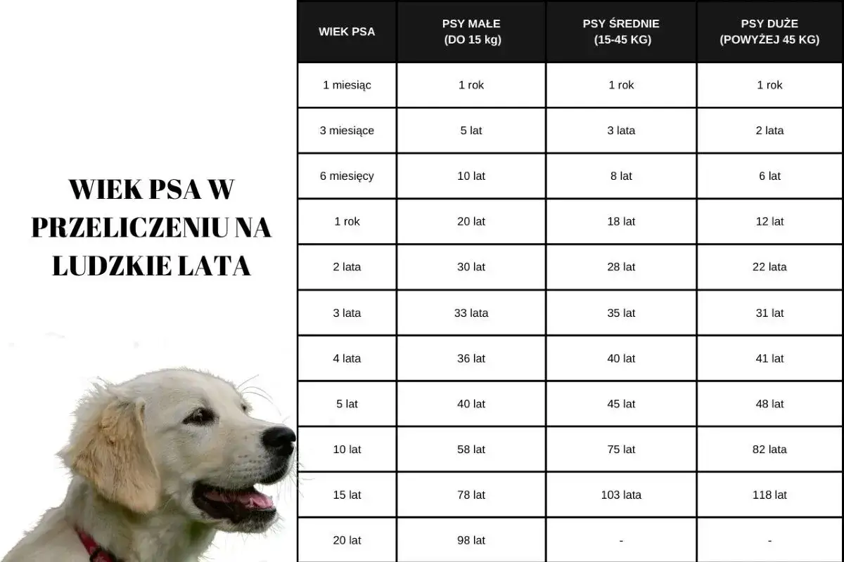 Tabela por&oacute;wnująca wiek psa w ludzkich latach, pokazująca, ile żyją labradory w zależności od wielkości.
