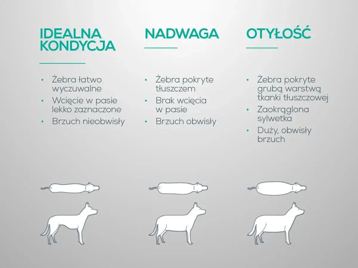 Jak szybko odchudzić psa? Porównanie idealnej kondycji, nadwagi i otyłości u psów.