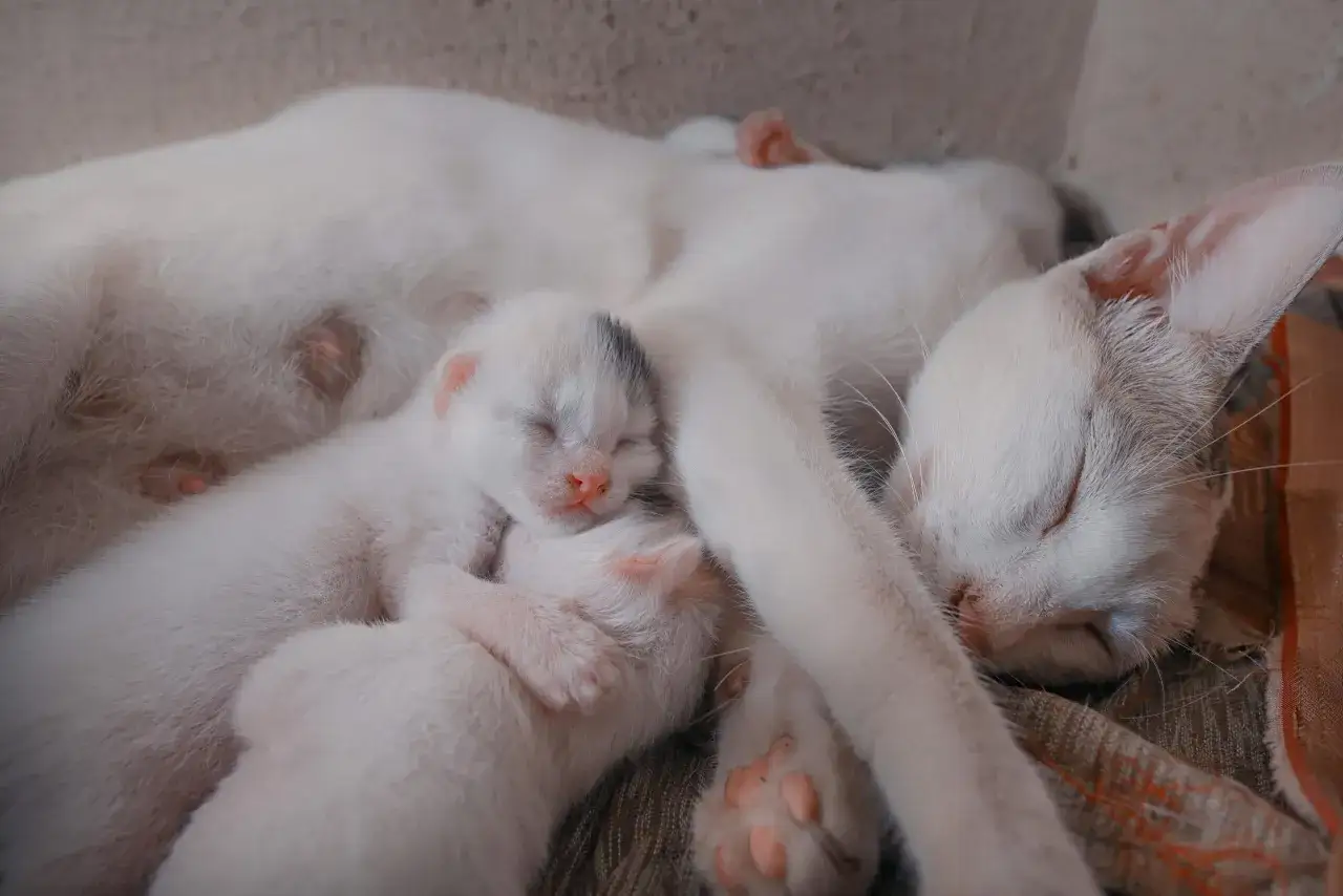 Śpiąca mama kotka z kilkoma maleńkimi, białymi kociętami. Widać, ile koty są w ciąży, gdy troskliwie tulą swoje potomstwo.