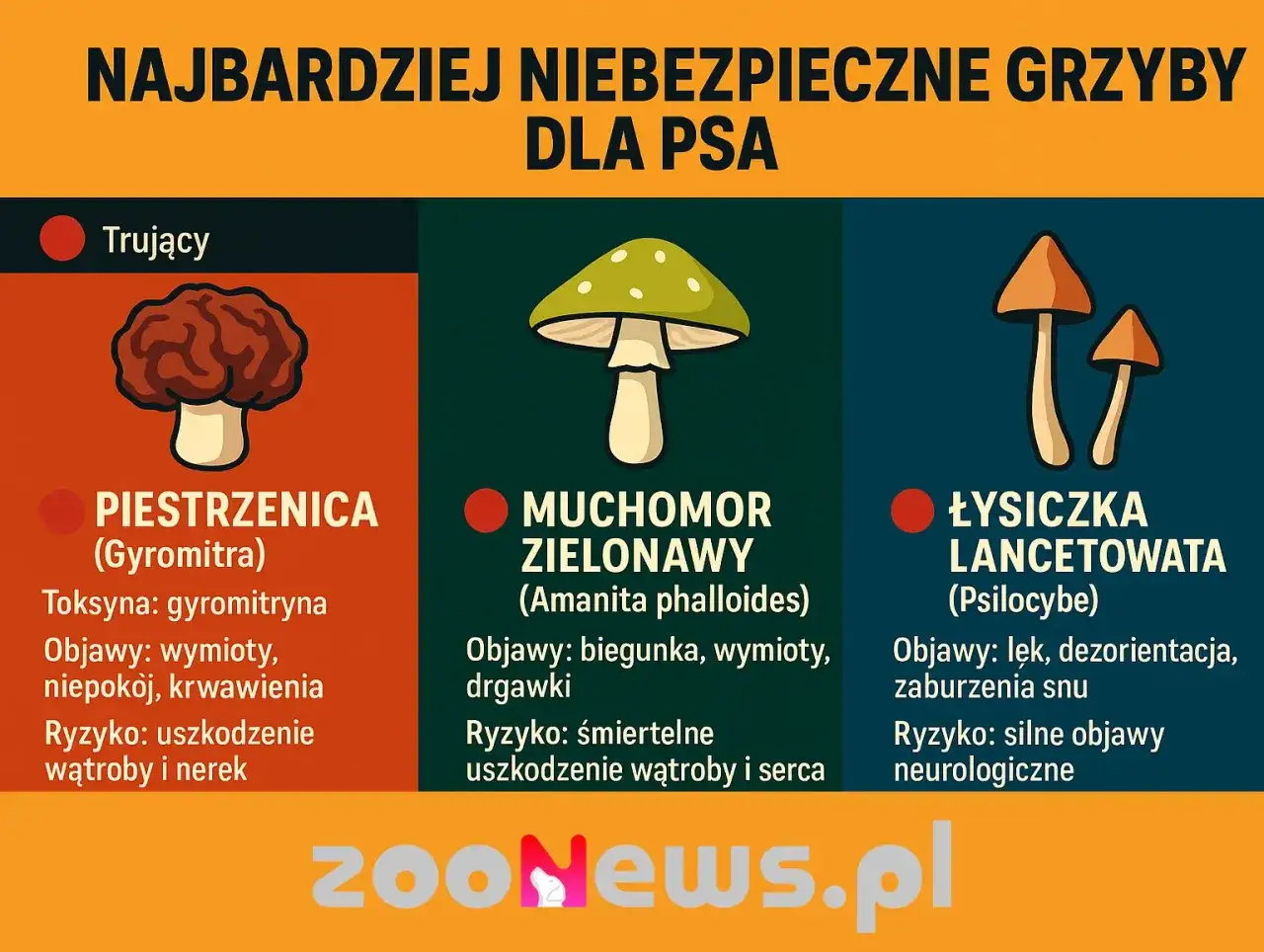 Czy pies może jeść grzyby? Grafika pokazuje trujące grzyby: piestrzenicę, muchomora zielonawego i łysiczkę lancetowatą, które są śmiertelnie niebezpieczne dla psów.