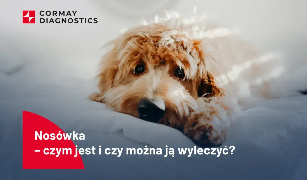 Smutny piesek leży na białym tle. Tekst informuje o chorobie nosówka u psa objawy i jej leczeniu.